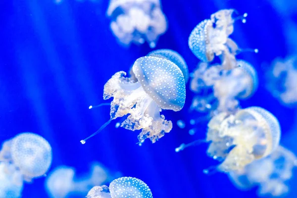 Mavi Denizdeki Denizanaları — Stok fotoğraf
