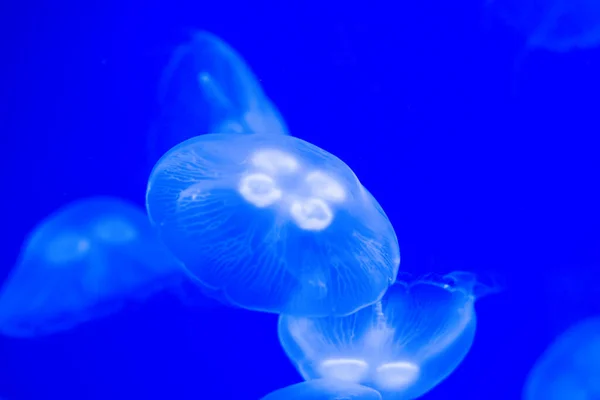 Medusas Mar Azul — Foto de Stock