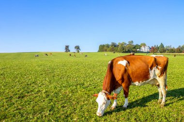 İnekler sürüsü, Alman Alpleri.