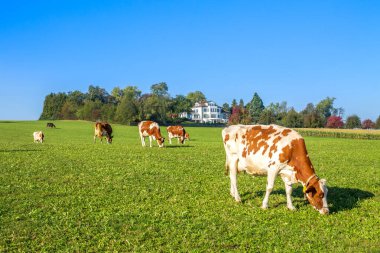 İnekler sürüsü, Alman Alpleri.