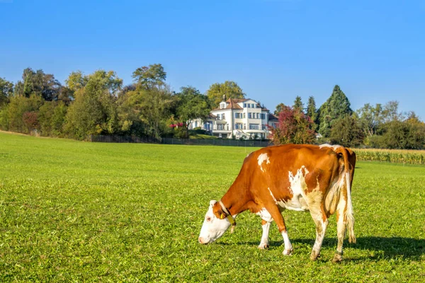 İnekler sürüsü, Alman Alpleri.