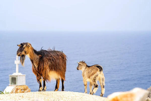 Goats Ocean Isola Creta Grecia — Foto Stock