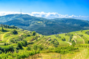 Texaspass, Kaiserstuhl 'daki üzüm bağları, Endingen, Baden Wuerttemberg, Almanya