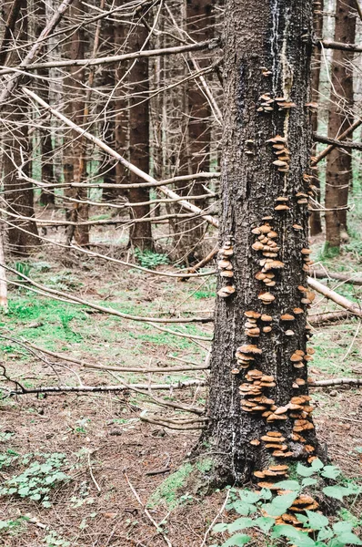 Forest mushrooms growing on a tree.