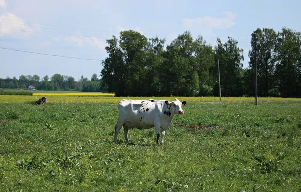 White cow on a green field on a sunny summer day outside the village — Stock Photo, Image