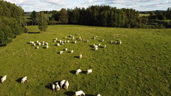 Grande manada de vacas brancas em um dia de verão em um prado fora da aldeia — Fotografia de Stock