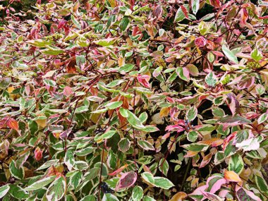 Sonbaharda ağaçlarda ve çalılarda güzel ve çeşitli sarı yaprak renkleri