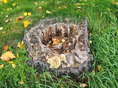 Çimenlikteki yeşil çimlerde çürümüş kütük ve sonbaharda dökülen sarı yapraklar..