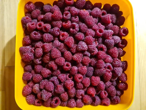 Reife und schmackhafte Himbeeren, die für die menschliche Gesundheit nützlich sind, werden im Herbst im Dorfgarten gesammelt — Stockfoto