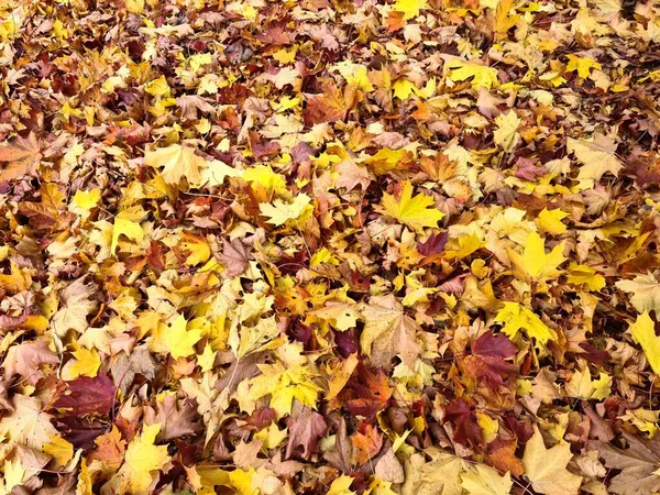 Gyönyörű Változatos Sárga Levelek Fákon Bokrokon Ősszel — Stock Fotó