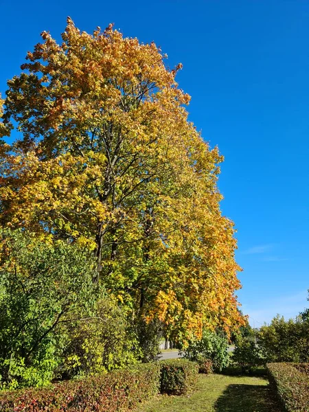 Красивые Разнообразные Желтые Цвета Листьев Деревьях Кустах Осенью — стоковое фото