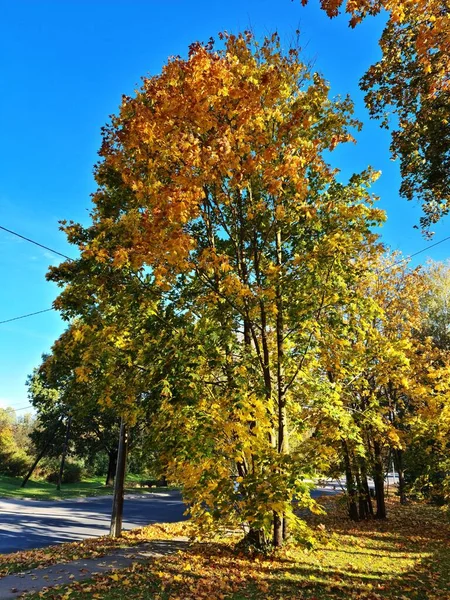 Hermosos Variados Colores Hojas Amarillas Árboles Arbustos Otoño —  Fotos de Stock