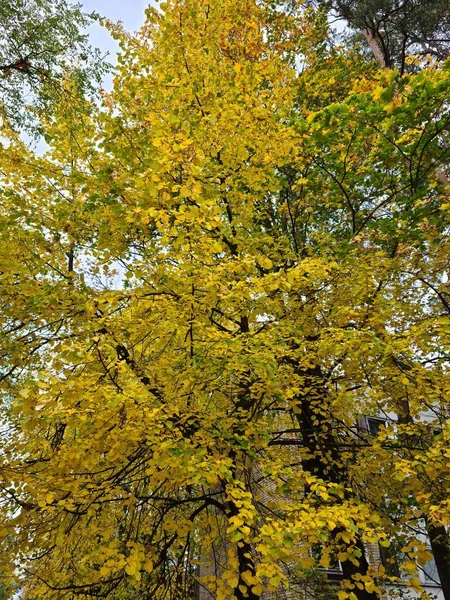 Schöne Und Abwechslungsreiche Gelbe Blattfarben Bäumen Und Sträuchern Herbst — Stockfoto