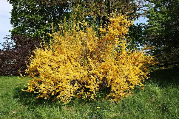 Forsythia Struik Bloeit Het Voorjaar Met Mooie Kleine Heldere Gele — Stockfoto