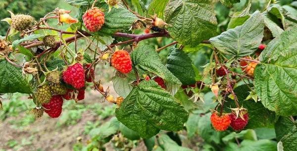Ripe Tasty Very Healthy Raspberries Bushes Autumn Days — Stock Photo, Image