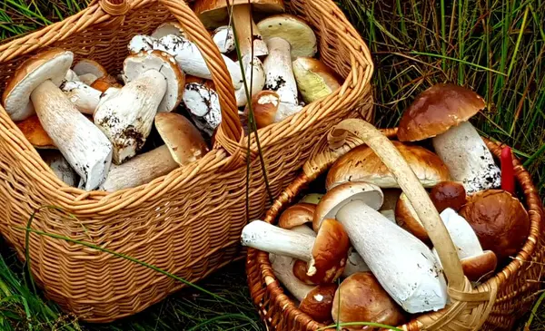 Muchos Hongos Porcini Grandes Pequeños Fueron Recolectados Bosque Otoño — Foto de Stock