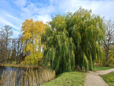Su deposunun kıyısında uzun yeşil dalları olan güzel söğüt ağacı..