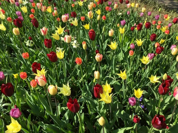 Grand Lit Fleurs Avec Des Tulipes Multicolores Sur Une Journée — Photo