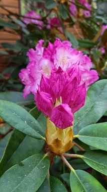Rododendron çalıları, ilkbaharın başlangıcıyla birlikte çok güzel çok renkli çiçeklerle açarlar..