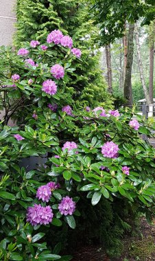 Yazın şehir parkındaki rhododendronların çalılarında güzel çiçekler..