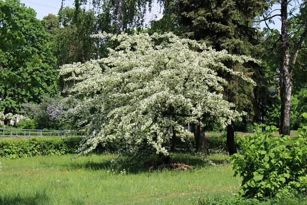 Prunus padus drzewa kwitnące pięknie z białymi kwiatami w ciepłe wiosenne dni — Zdjęcie stockowe
