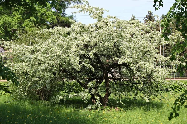 Prunus padus fák nyílnak gyönyörűen fehér virágokkal meleg tavaszi napokon — Stock Fotó