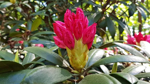 Buds and flowers on large bushes of rhododendron delight people with their beauty — Stock Photo, Image