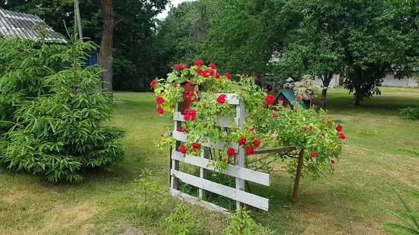 Drewno Ramki Czerwone Kwiaty Sadzone Trawniku Przed Domem Lecie — Zdjęcie stockowe