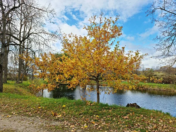 Dallarında Sarı Yapraklar Olan Ağaçlar Sonbaharda Bir Deposunun Kıyısına Düşerler — Stok fotoğraf