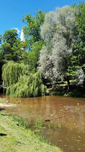 Dalları su birikintisinin yüzeyine sarkan güzel söğüt ağaçları..