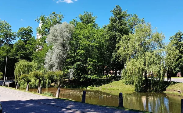 Beaux Saules Avec Des Branches Tombant Surface Réservoir Eau — Photo