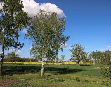 Sonsuz güzel kolza tohumu tarlaları Mayıs günlerinde parlak sarı çiçeklerle çiçek açıyor..