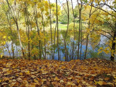 Sonbahar günlerinde çalılar, ağaçlar ve toprak üzerindeki parlak sarı yapraklar..