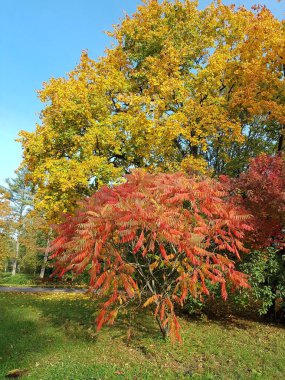 Sonbahar günlerinde çalılar, ağaçlar ve toprak üzerindeki parlak sarı yapraklar..