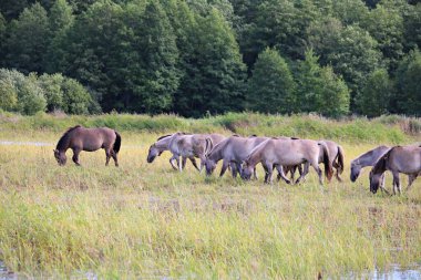 Vahşi at sürüsü nehir yatağı boyunca geniş bir çayırda otlar..