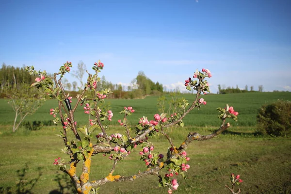 Ljusa Vackra Blommor Grenarna Små Äppelträd Maj Dagar — Stockfoto