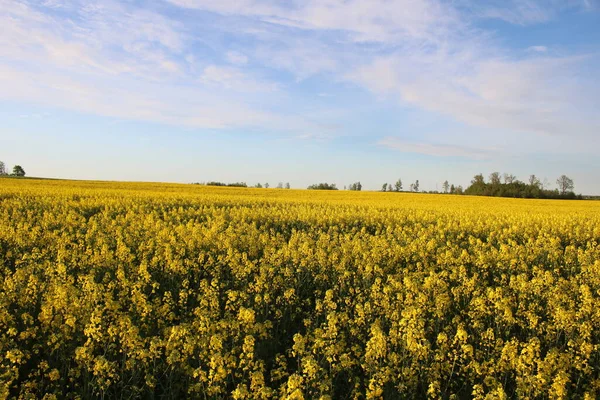 Beautiful Endless Rapeseed Fields Blooming Bright Yellow Flowers May Days — Stock Photo, Image