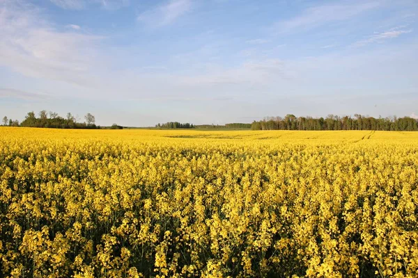 5月の日に明るい黄色の花で咲く美しい無限の菜の花畑 — ストック写真