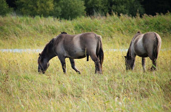 Стадо диких лошадей пасется на широком лугу вдоль русла реки.