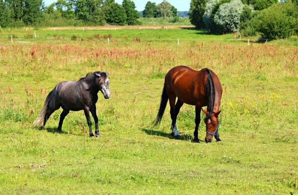 Manada Caballos Salvajes Pastan Amplio Prado Largo Del Lecho Del — Foto de Stock