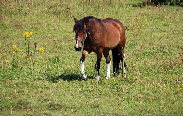 Manada Caballos Salvajes Pastan Amplio Prado Largo Del Lecho Del —  Fotos de Stock