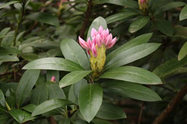 Büyük ve güzel tomurcuklar baharın başlangıcıyla birlikte Rhododendron çalılarında ortaya çıktı..