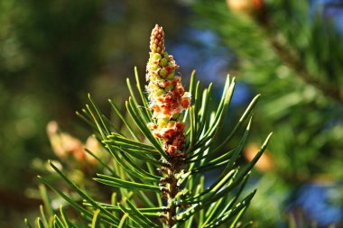 Genç, bahar mevsiminde bir çam ağacının dallarında filizlenir..