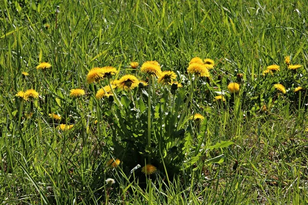 Lindas Flores Dente Leão Amarelas Floresceram Prados Campos Com Início — Fotografia de Stock