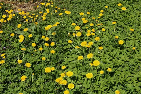春天来临 美丽的黄色蒲公英绽放在草地和田野里 — 图库照片