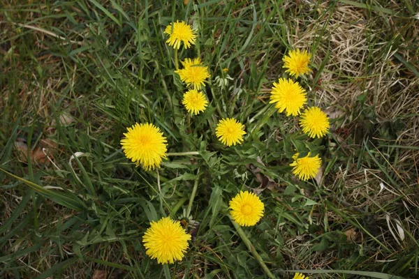 Schöne Gelbe Löwenzahnblüten Blühten Mit Dem Frühlingsanfang Auf Wiesen Und — Stockfoto