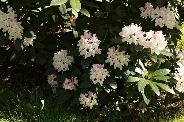 Grandes Fleurs Violettes Sur Les Buissons Rhododendron Dans Parc Ville — Photo