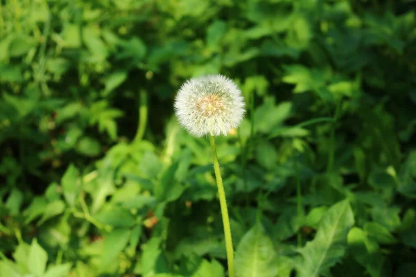 晴れた春の日に牧草地でタンポポを退色させる白いふわふわのボール — ストック写真