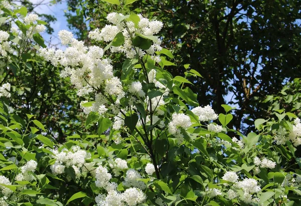 Fleurs Blanches Délicates Sur Les Branches Arbres Dans Jardin Rustique — Photo
