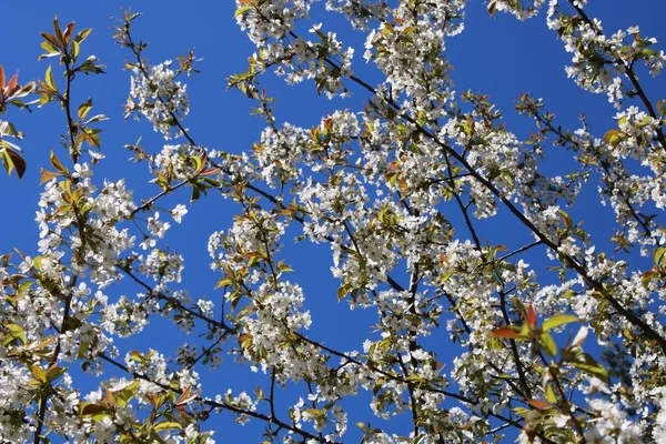 春天里 在乡村花园的树枝上绽放着精致的白花 — 图库照片